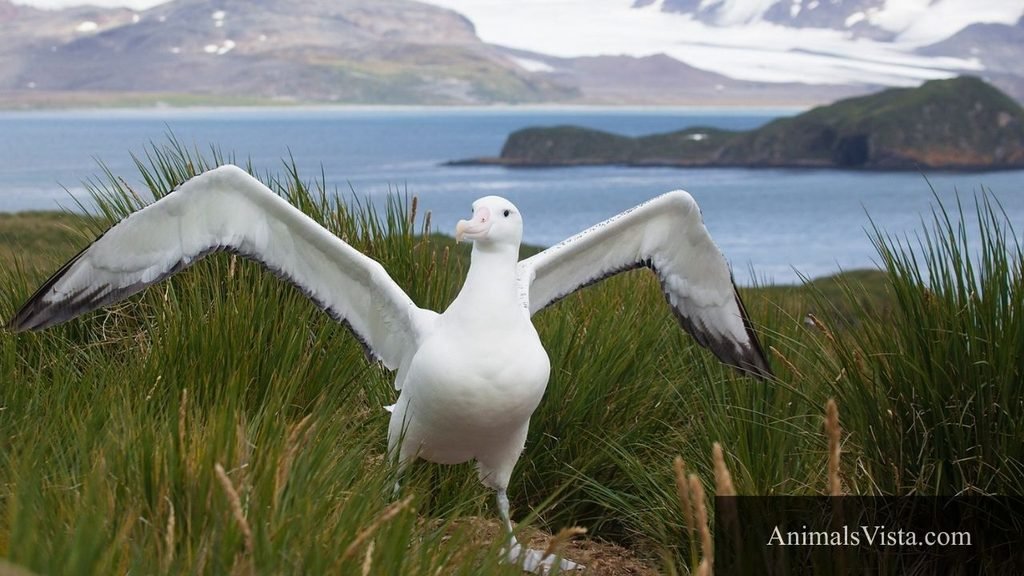 a bird with webbed feet