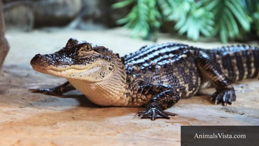 webbed feet animal
