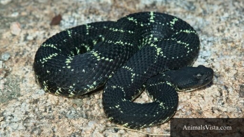 black snake triangle head