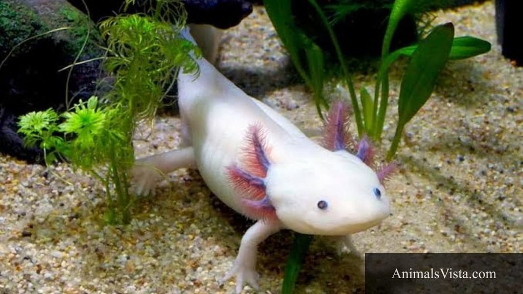 animal with webbed feet