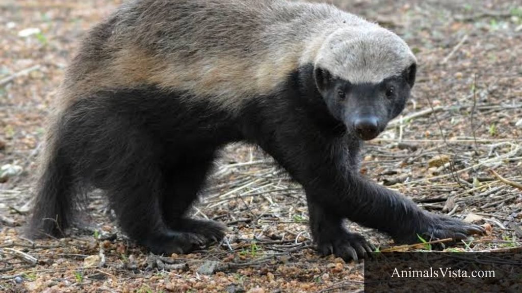 animal that looks like a ferret
