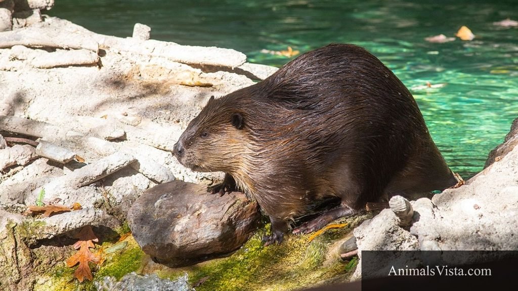 Animals that look like hamsters