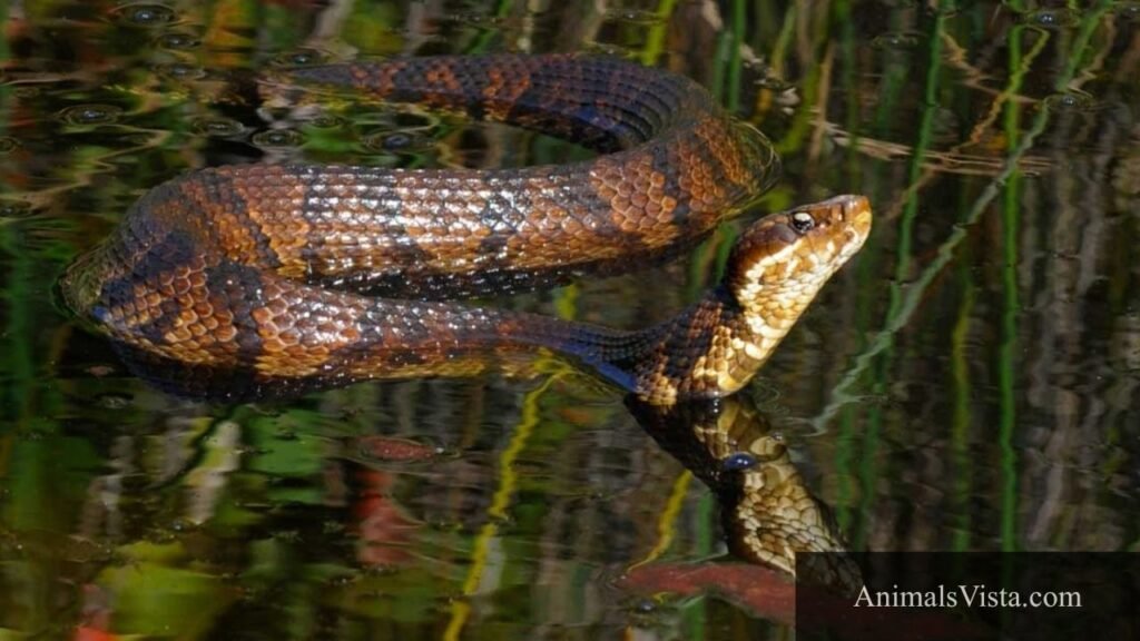 non venomous snakes with triangular heads
