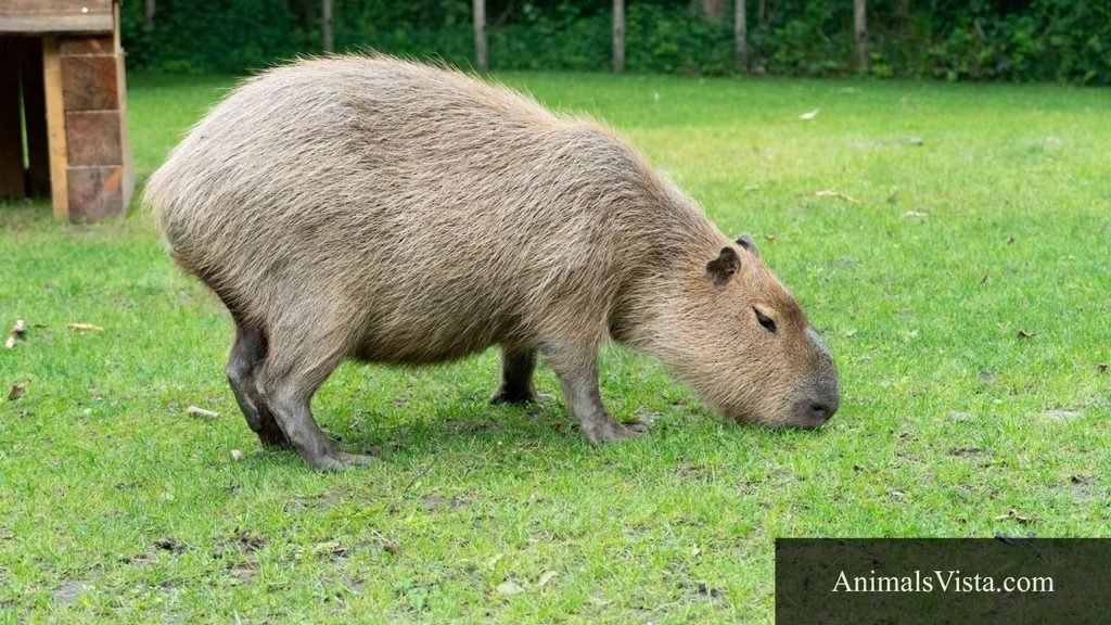 webbed feet animals