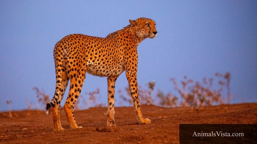 what is the most nervous animal