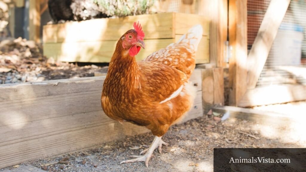 animals that stand on two legs