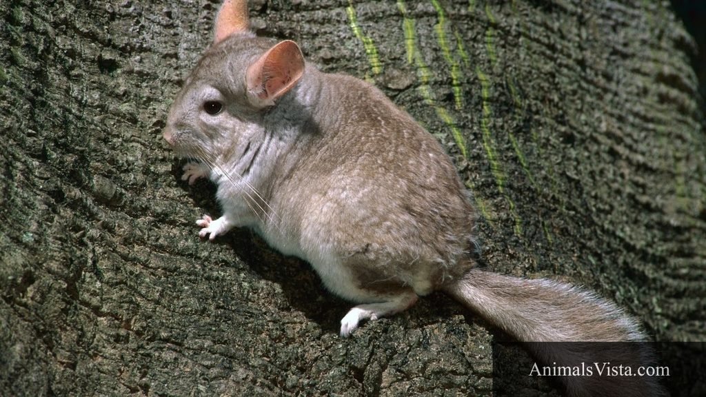 animals related to hamsters