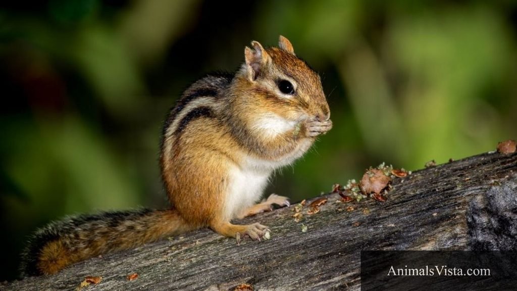 animals similar to hamsters