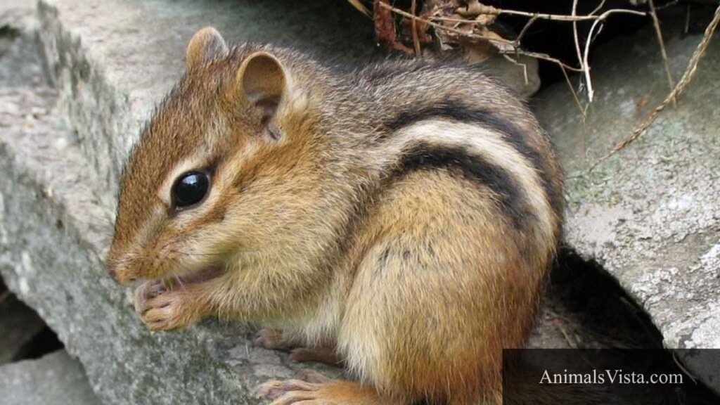 groundhog like animals
