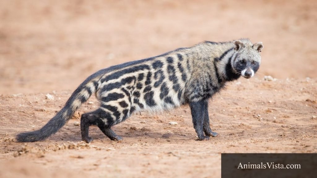 animal that looks like a ferret