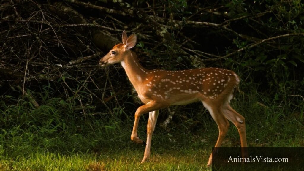 cleanest animal in the world