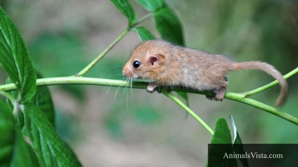 hamster looking animal