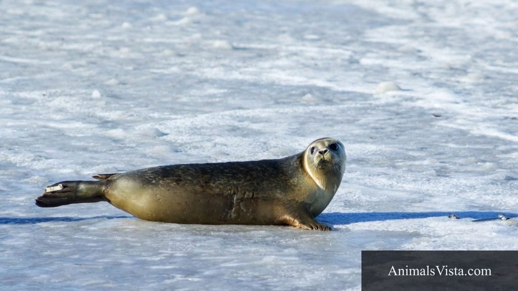 animals that can't hear