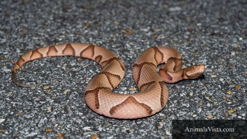 triangular head snake