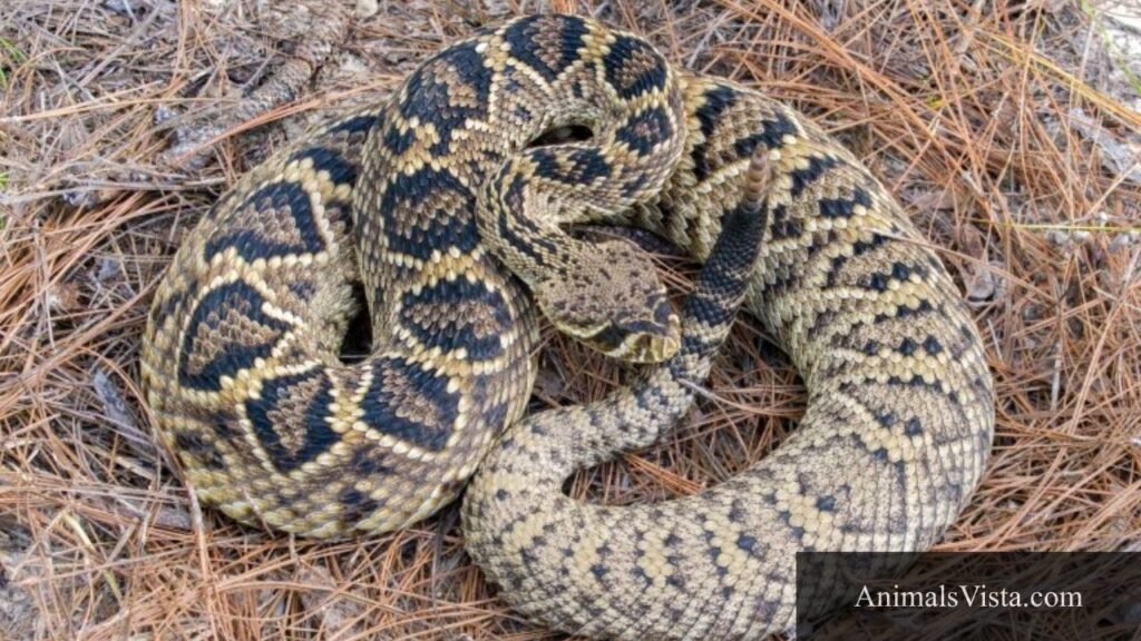 snake triangle head
