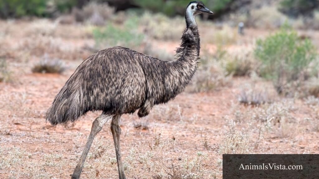what animals are bipedal