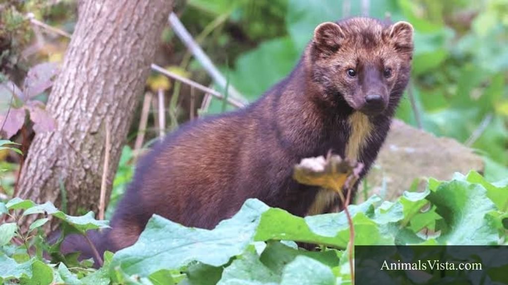 animals that looks like a ferret