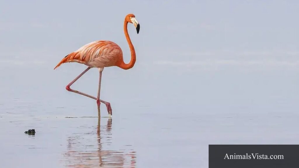 are birds bipedal