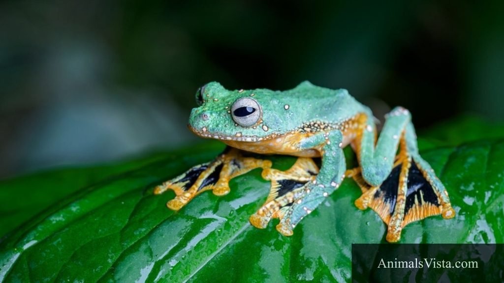 webbed feet animals name