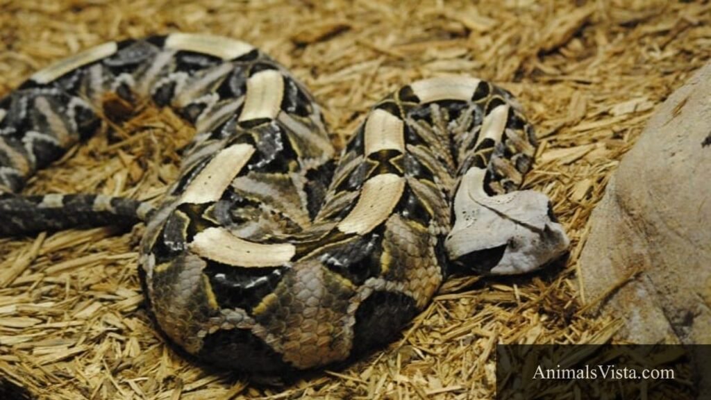 triangle head snake venomous