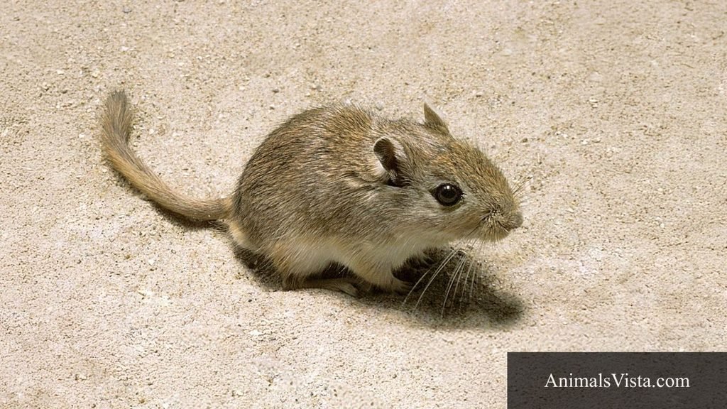 hamster type animals