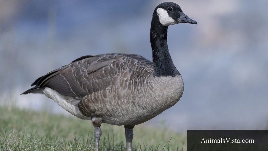 birds with webbed feet