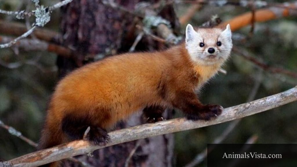animals that look like ferrets