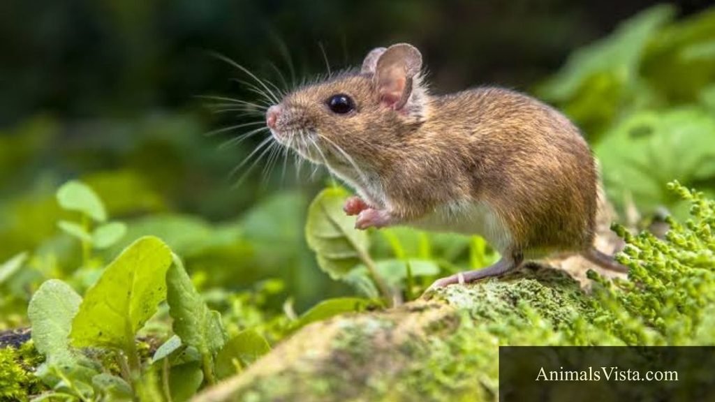 animals that have anxiety