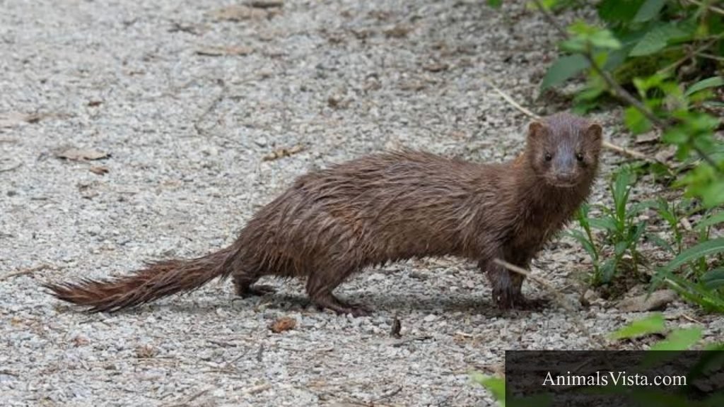 ferret looking animal
