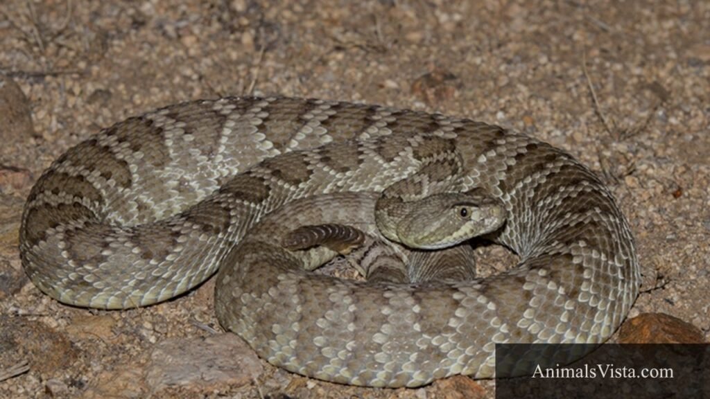 triangle head snake