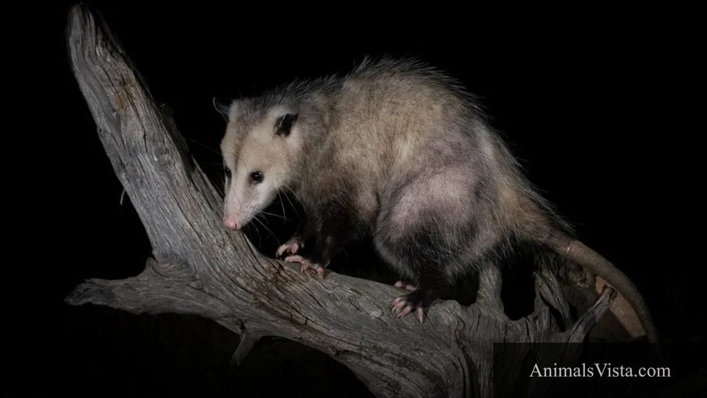 animals that are anxious