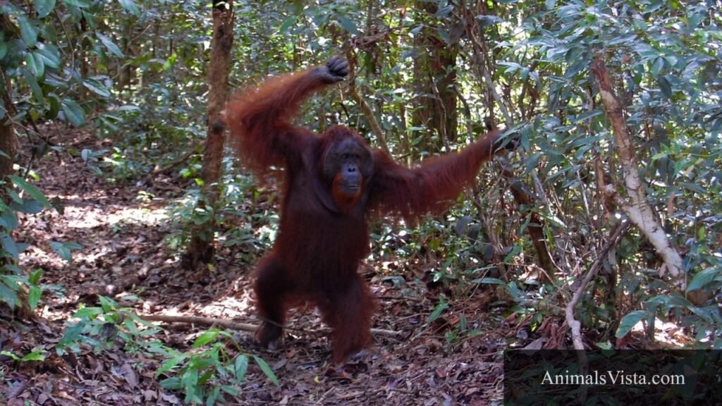 bipedal animals