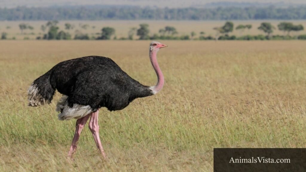 animals with 2 legs