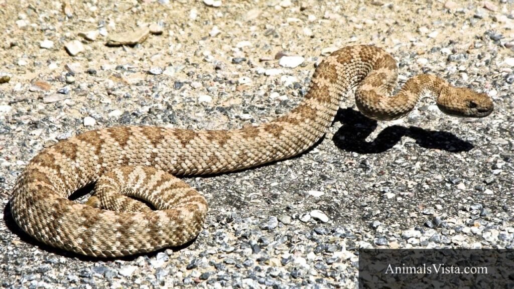 snake with triangle head