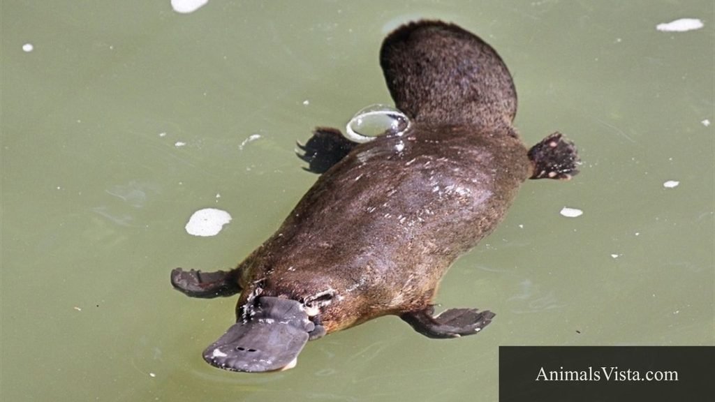 webbed feet animals pictures