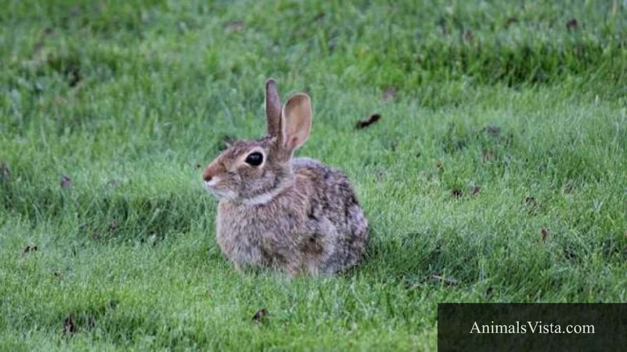 animals with high anxiety