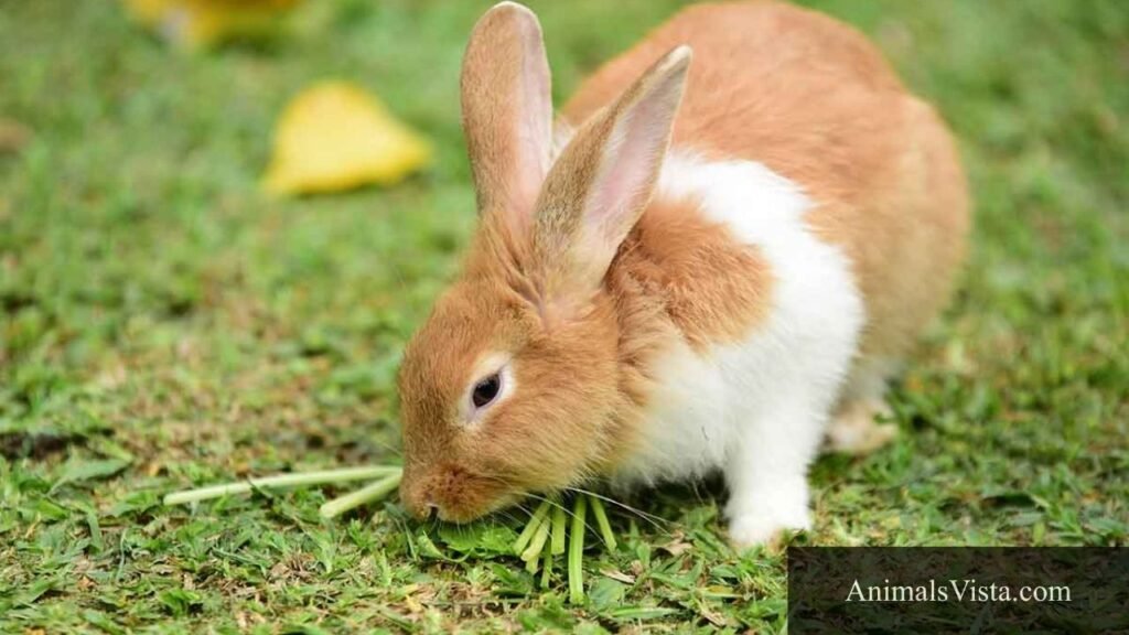 animals that look like a groundhog
