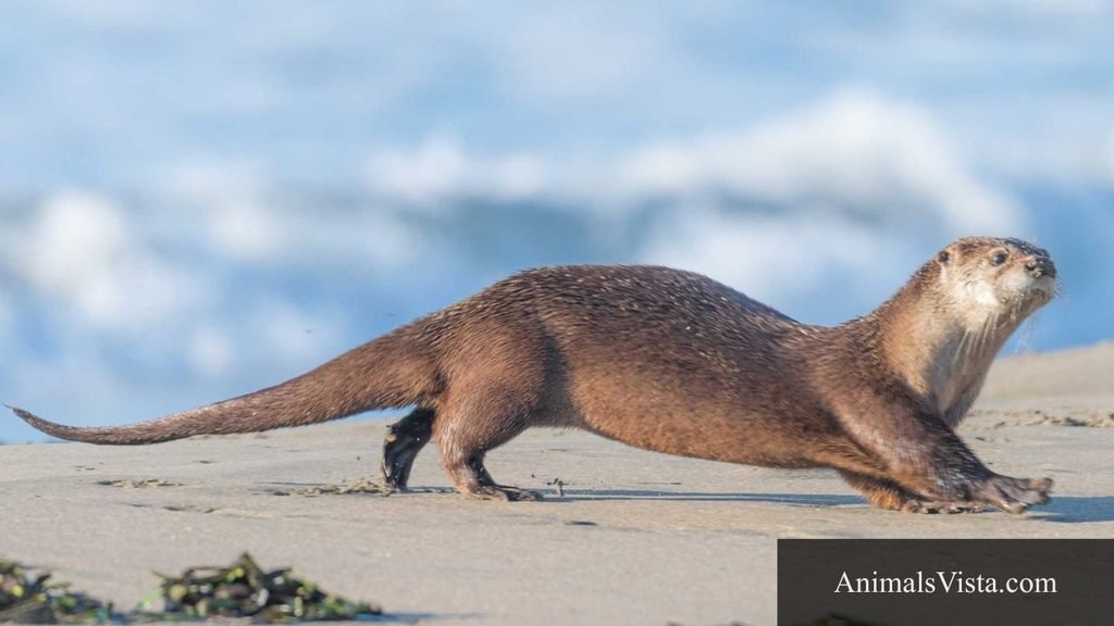 animals that have webbed feet