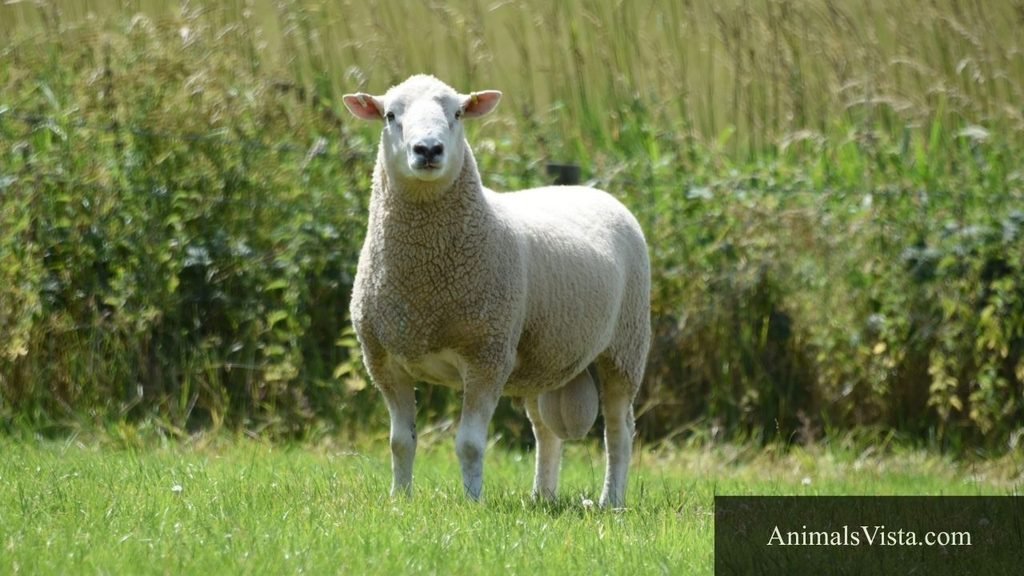 animals that are nervous
