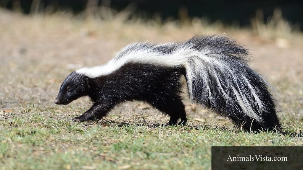 ferret like animals