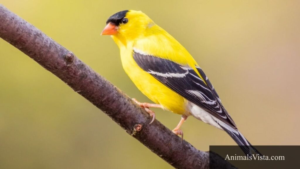 what is the cleanest animal in the world