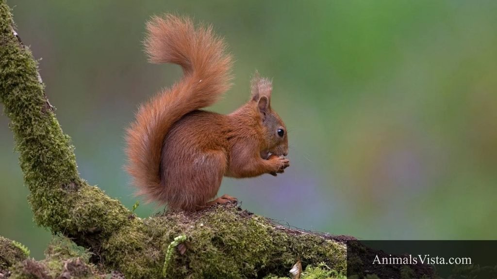 animal similar to hamster