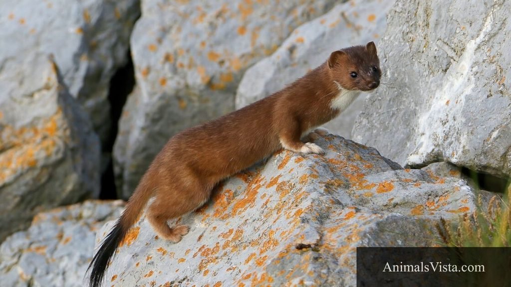 animals like a ferret