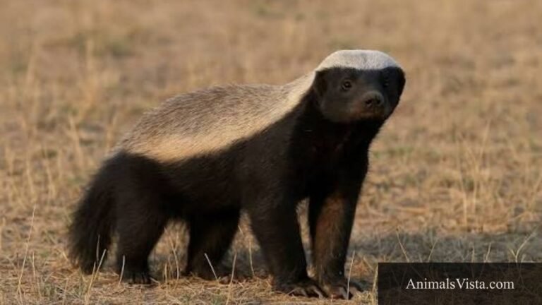 thickest skin animals