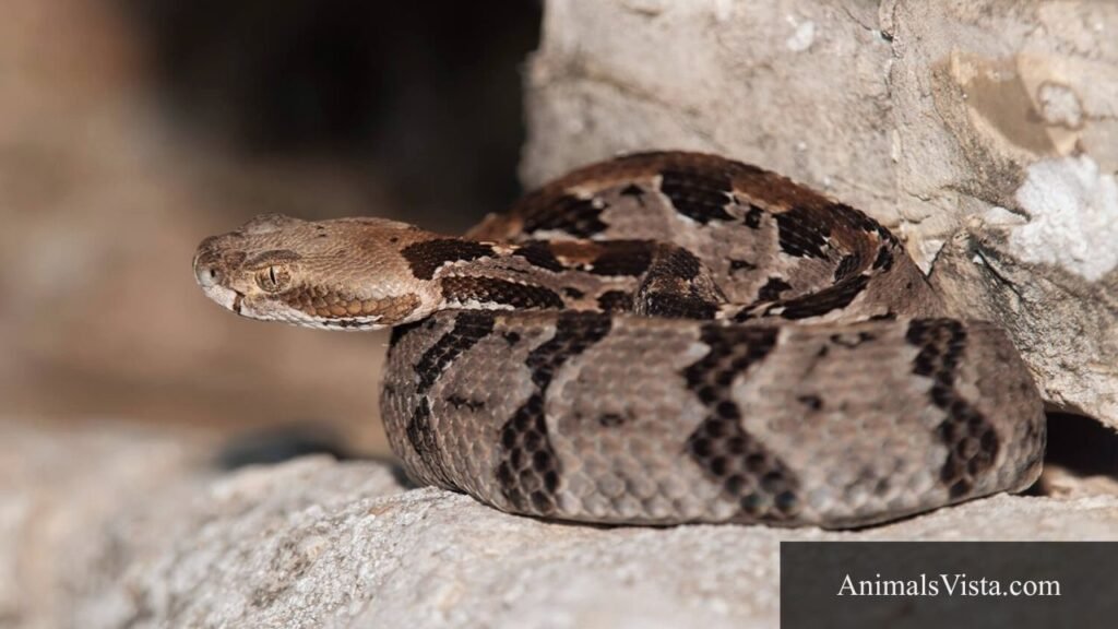 triangle headed snake