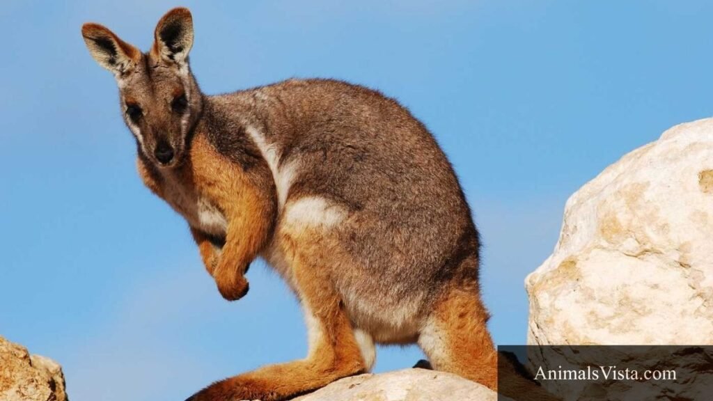 bipedal mammals
