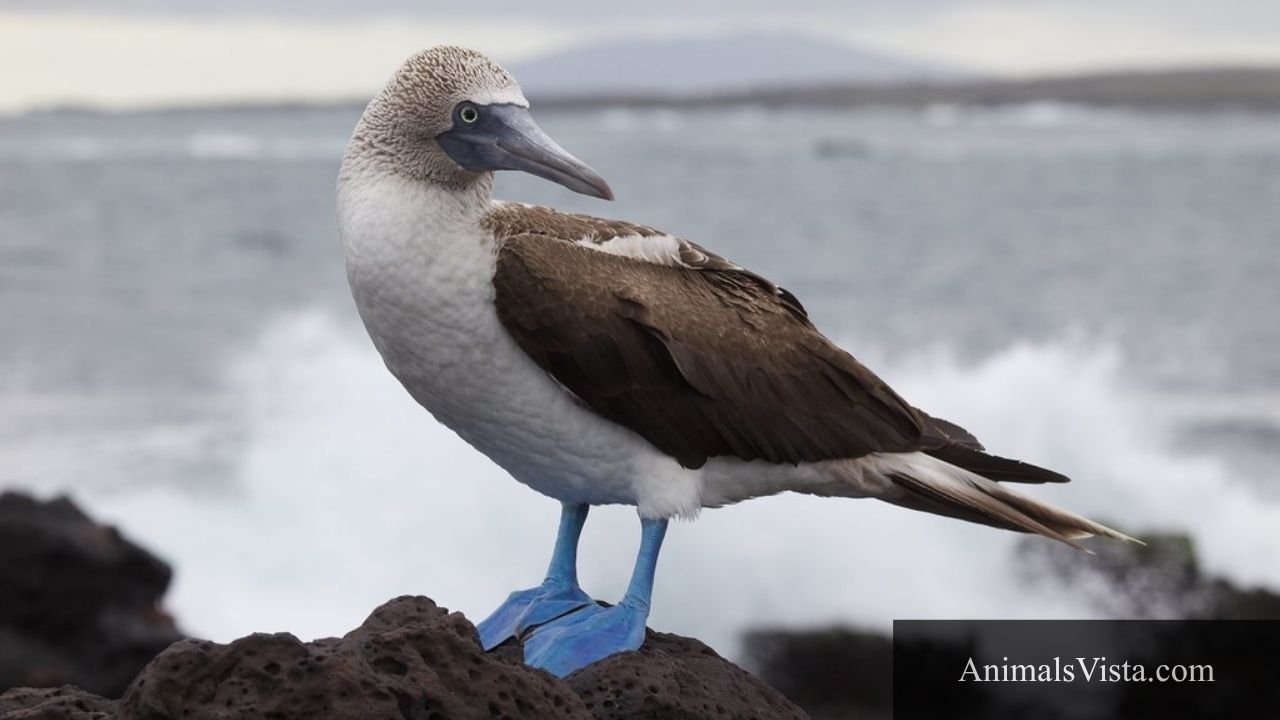 animals with webbed feet