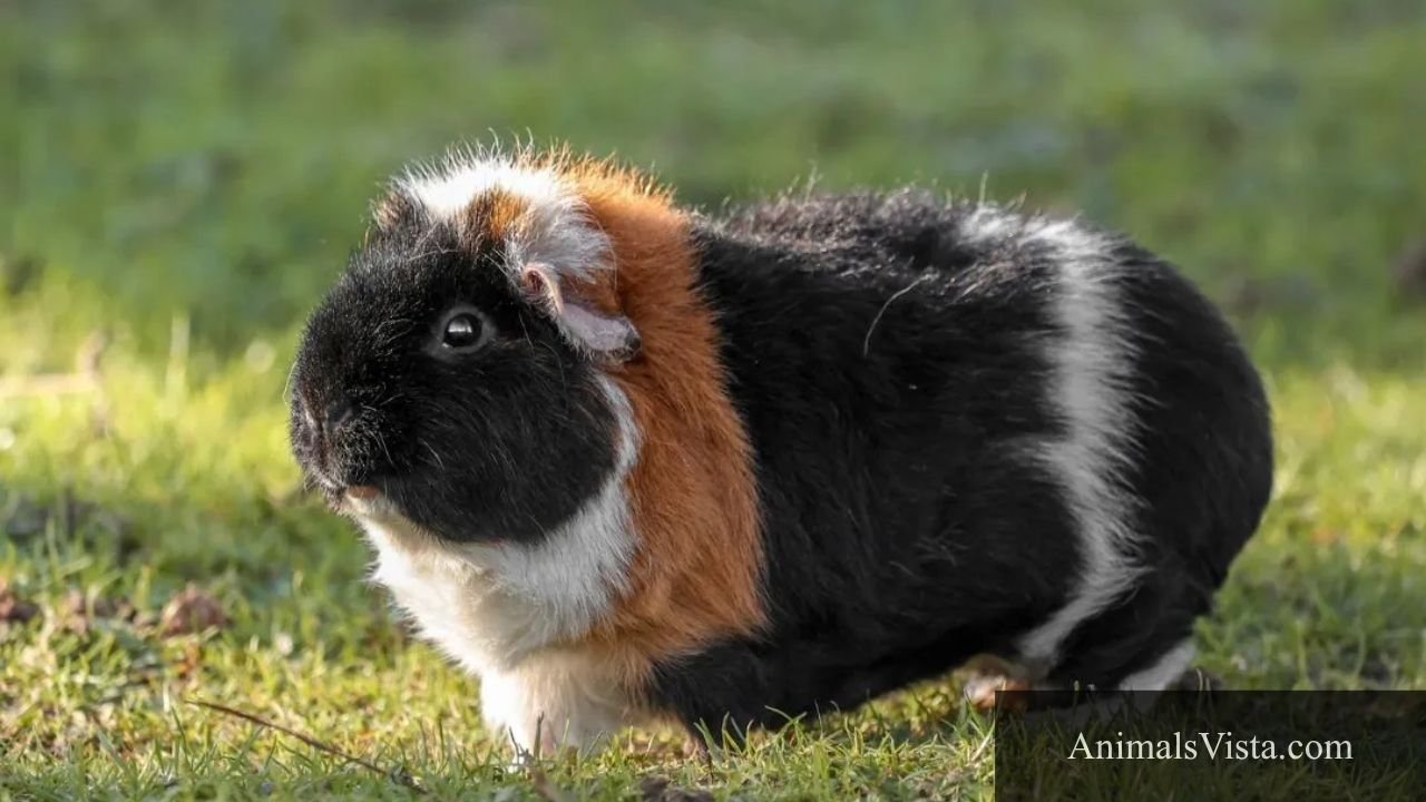 animals like hamsters