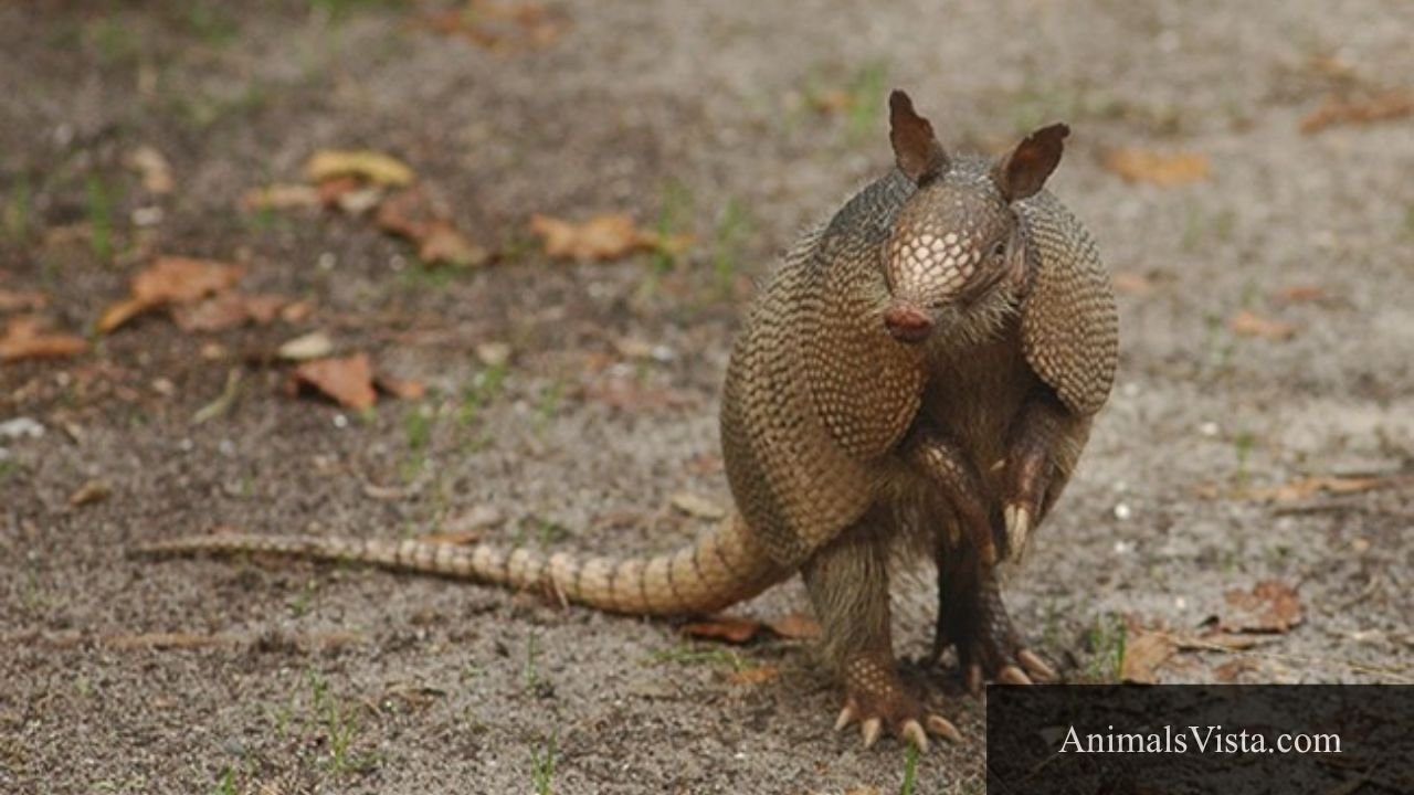 animals that are deaf