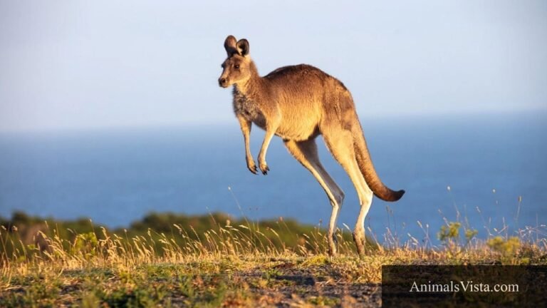 animals that walk on two legs